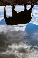 Elephant Reflection