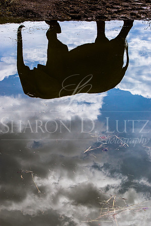 Elephant Reflection