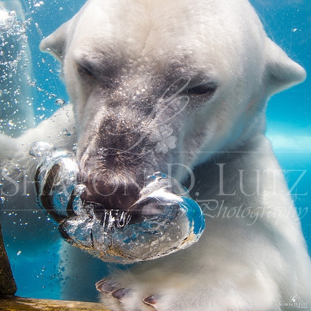 Bubble Blowing Kobe