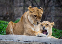 Lions