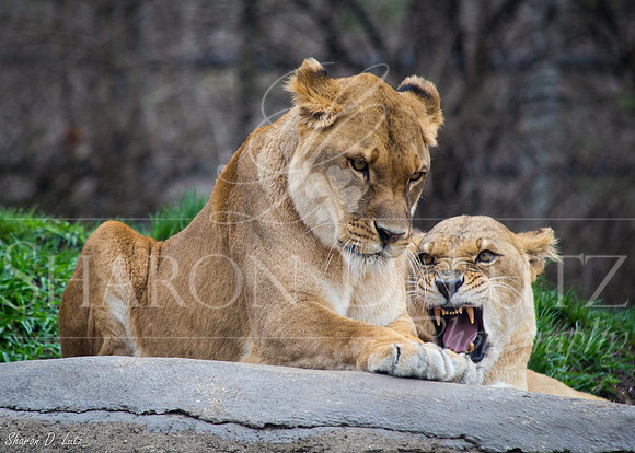 Lions