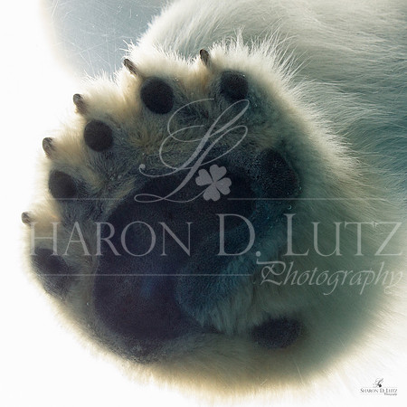 Polar Bear Paw